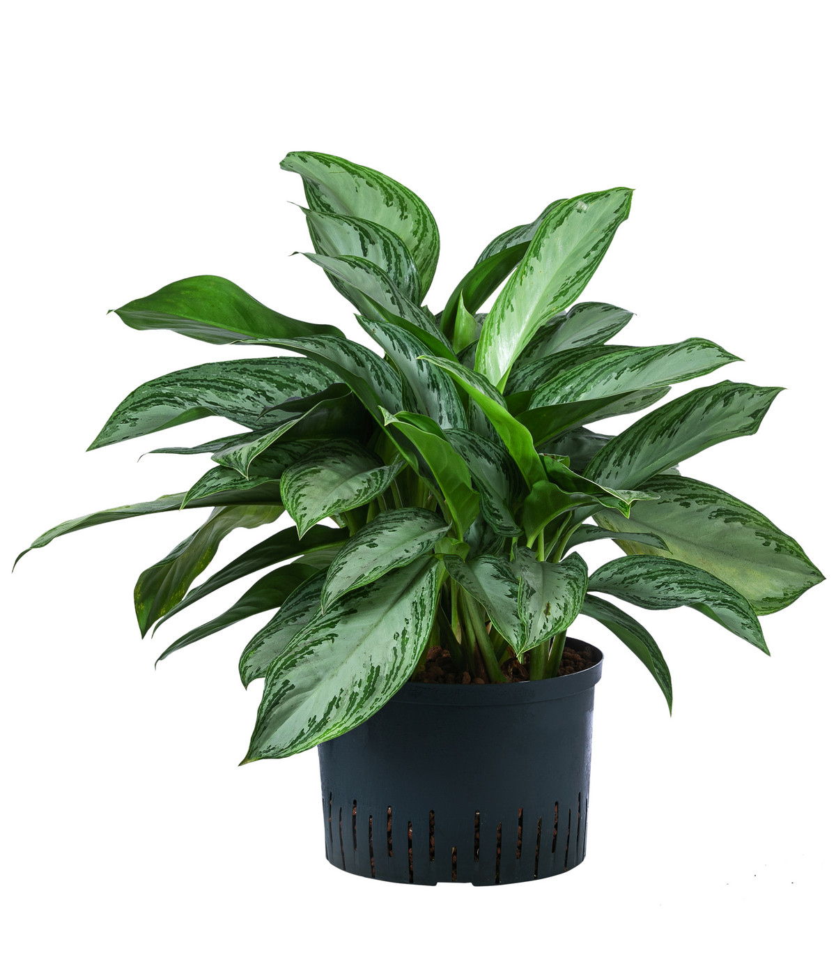 Kolbenfaden Aglaonema commutatum 'Silver Bay', Hydrokultur Dehner