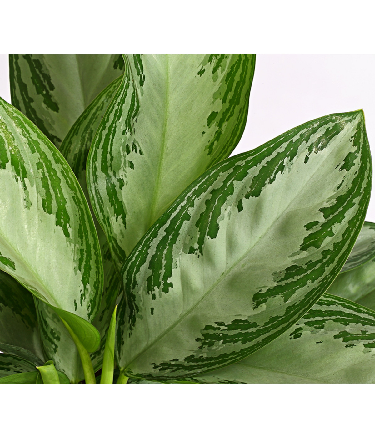 Kolbenfaden Aglaonema commutatum 'Silver Bay' Dehner