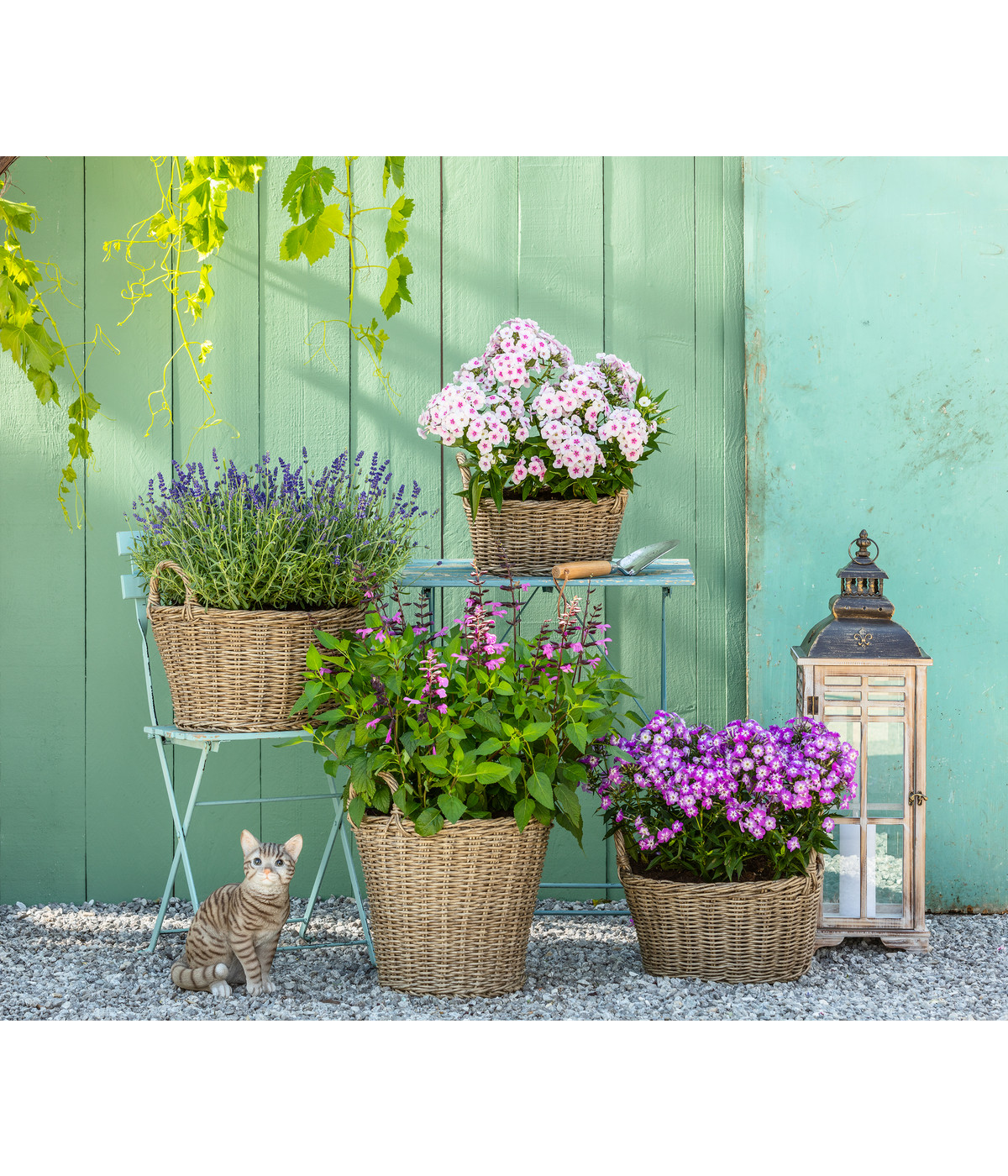 Lavendel 'Cedar Blue' Dehner