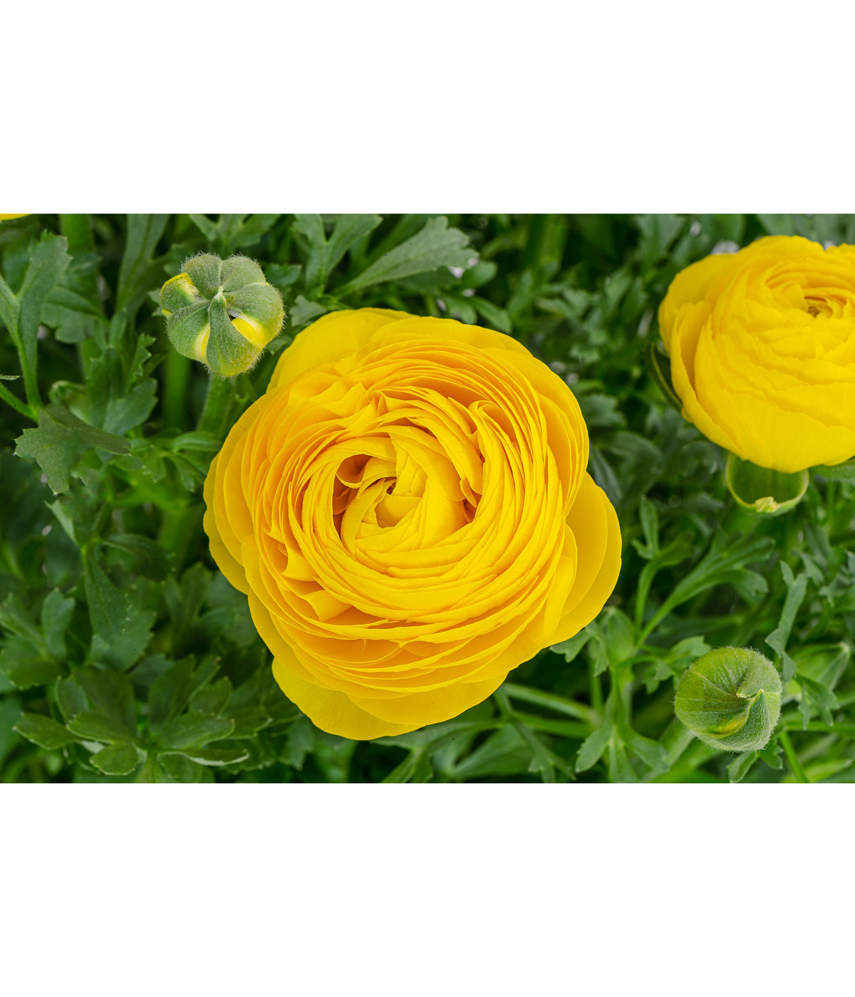 Ranunkel, verschiedene Farben Dehner