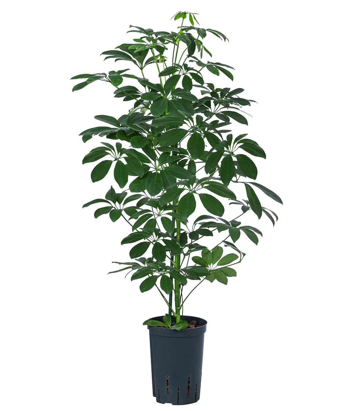 Strahlenaralie Schefflera arboricola compacta 'Nora', Hydrokultur