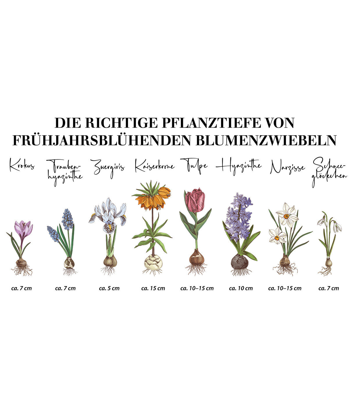 Dehner Premium Blumenzwiebel Traubenhyazinthe 'Grape Ice', 8 Stk. Dehner