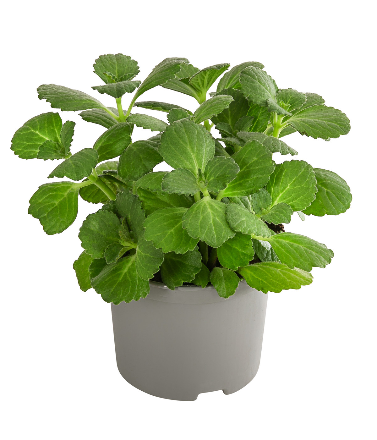 VerpissDichPflanze Dehner