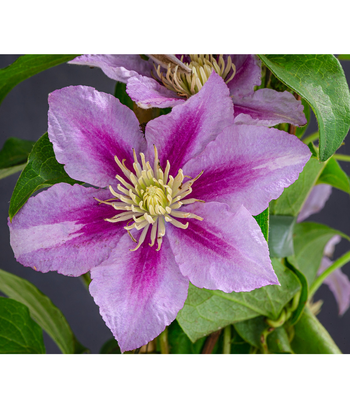 Waldrebe Clematis Dehner