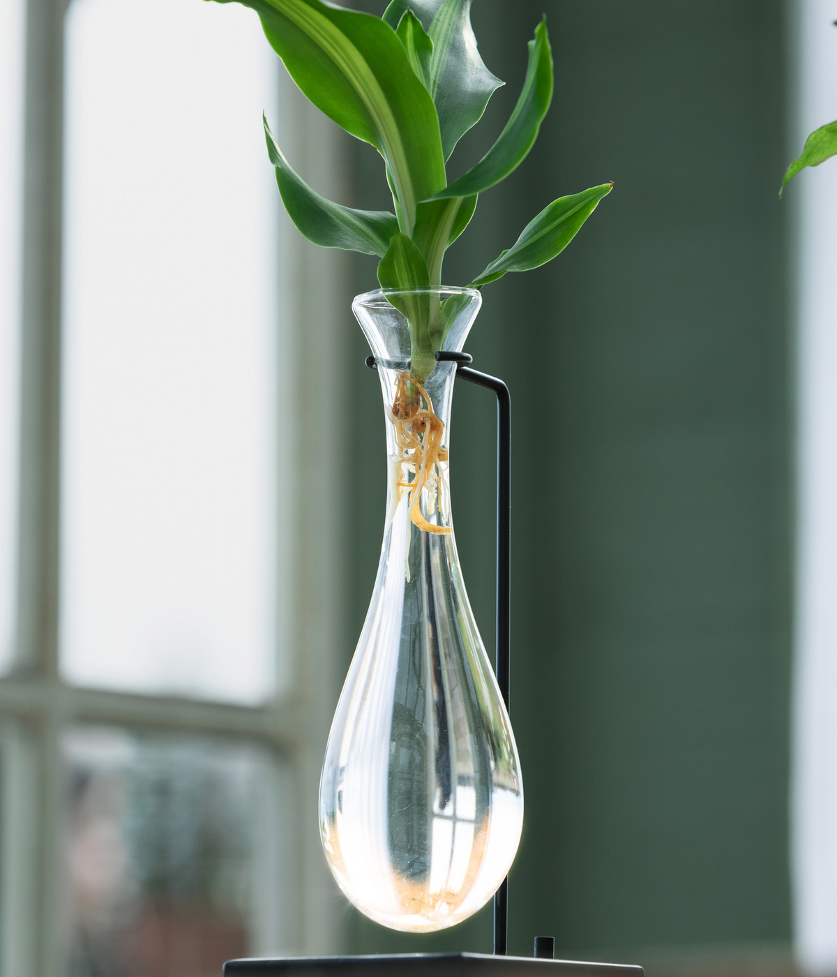 Waterplant Drachenbaum im Glas Dracaena fragrans 'Burley', mit LED