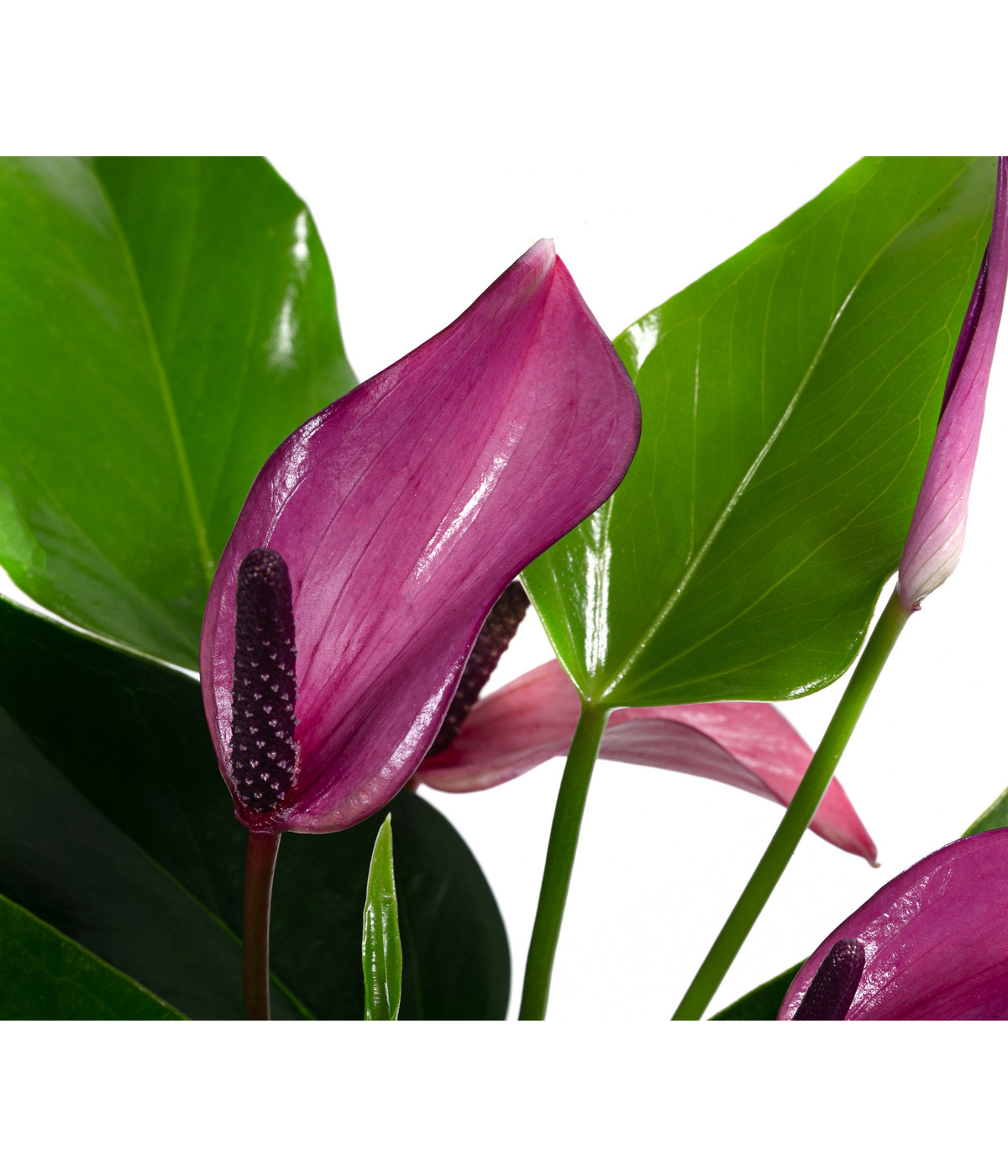 Waterplant Flamingoblume im Glas Anthurium 'Zizou' Dehner