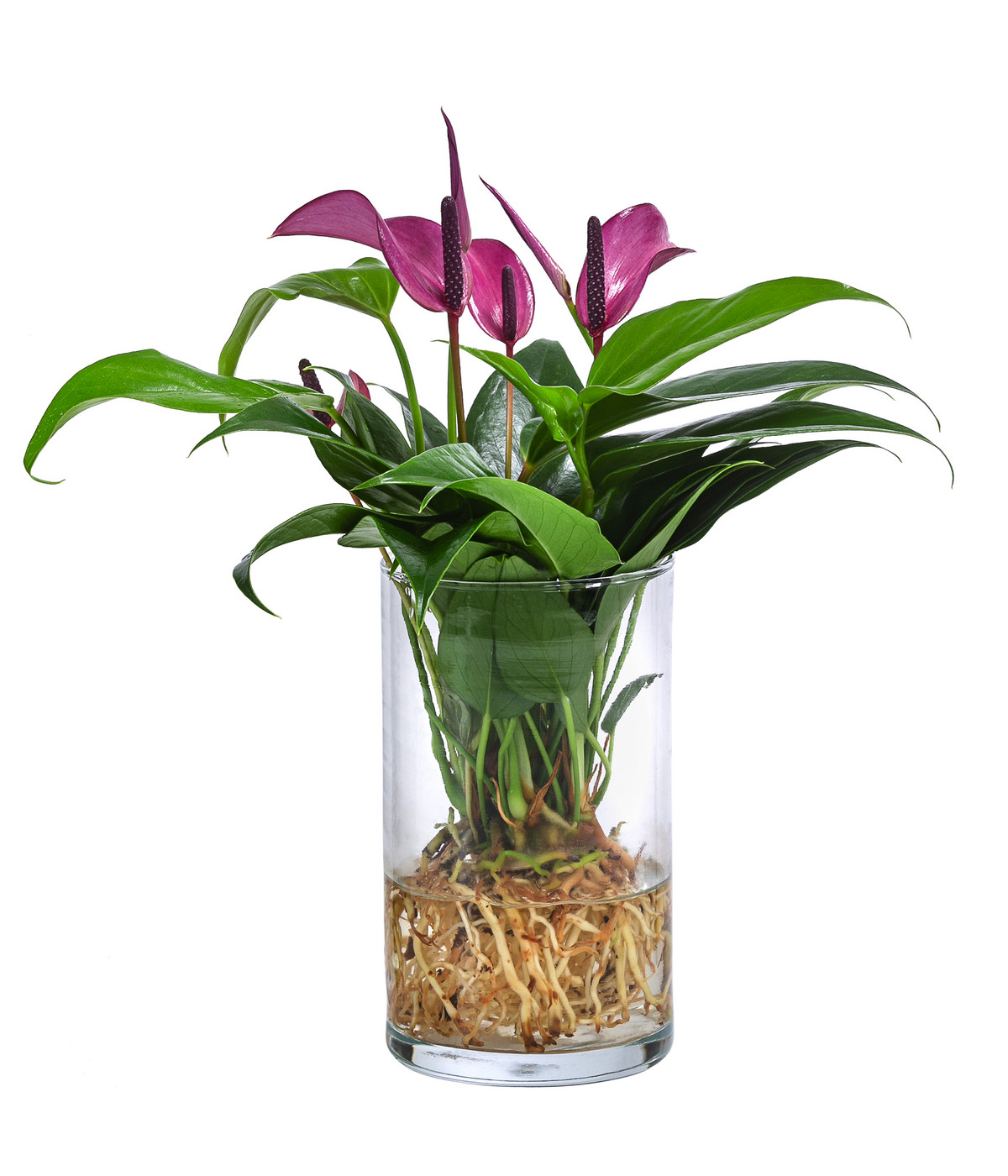 Waterplant Flamingoblume im Glas Anthurium 'Zizou' Dehner