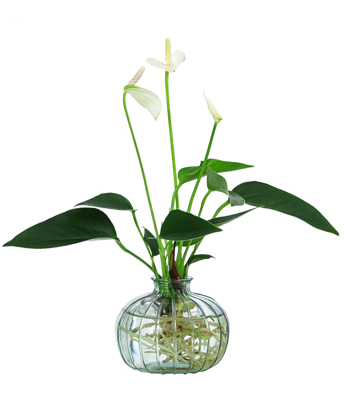 Waterplant Flamingoblume im grünen Glas Anthurium 'White Champion