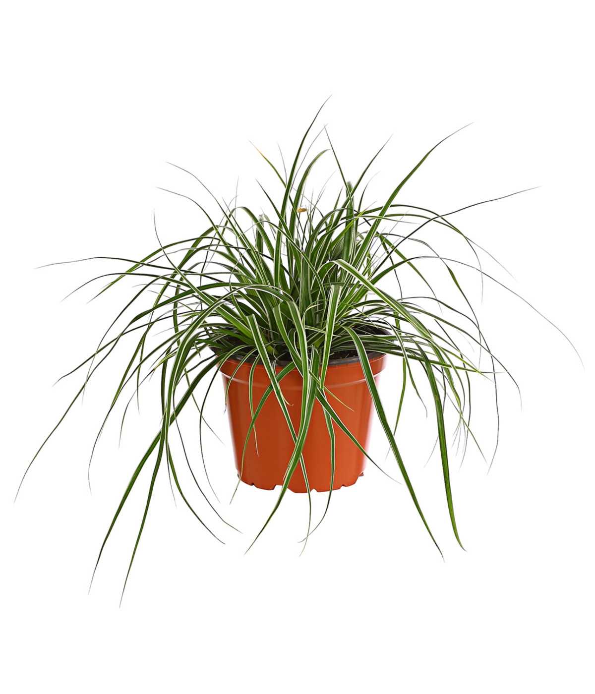 12x Carex Morrowii Variegata - Weißbunte Japan-Segge Im 9cm Topf