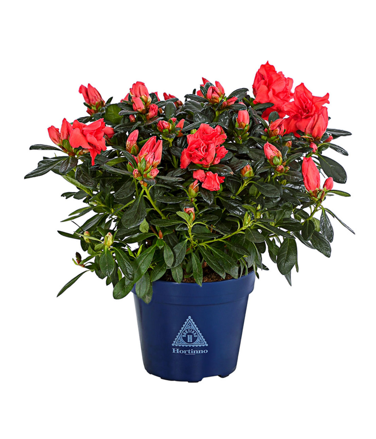 Zimmerazalee Rhododendron Simsii Sienna® Dehner 0884