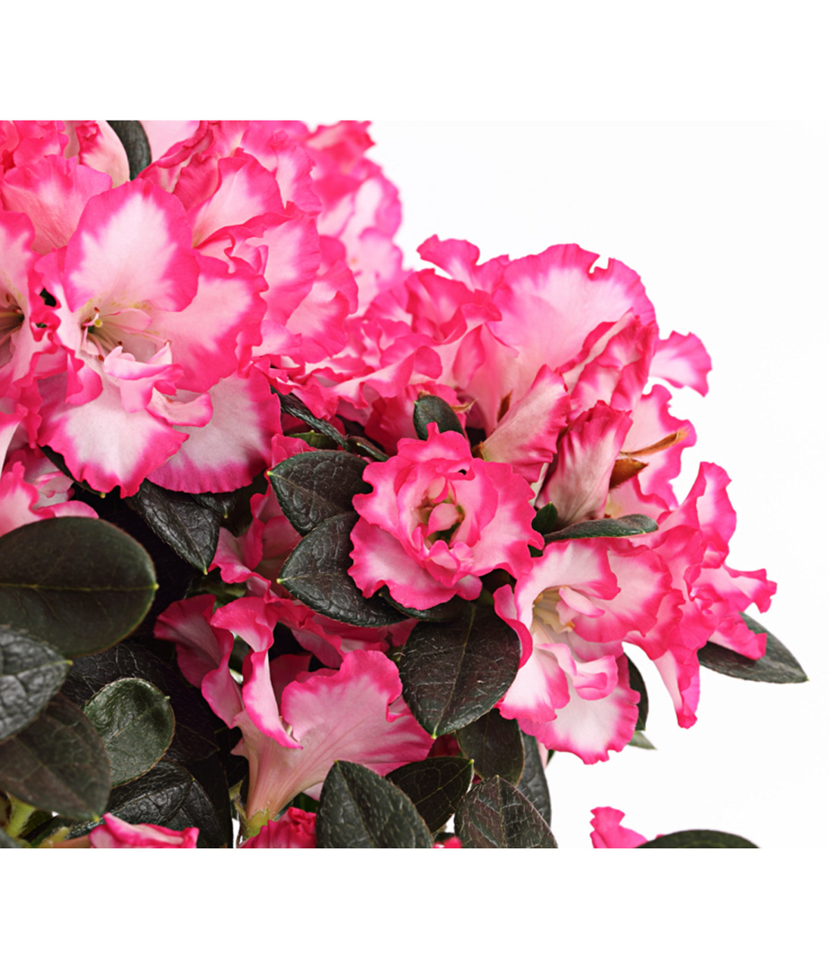 Zimmerazalee Rhododendron simsii, zweifarbig Dehner