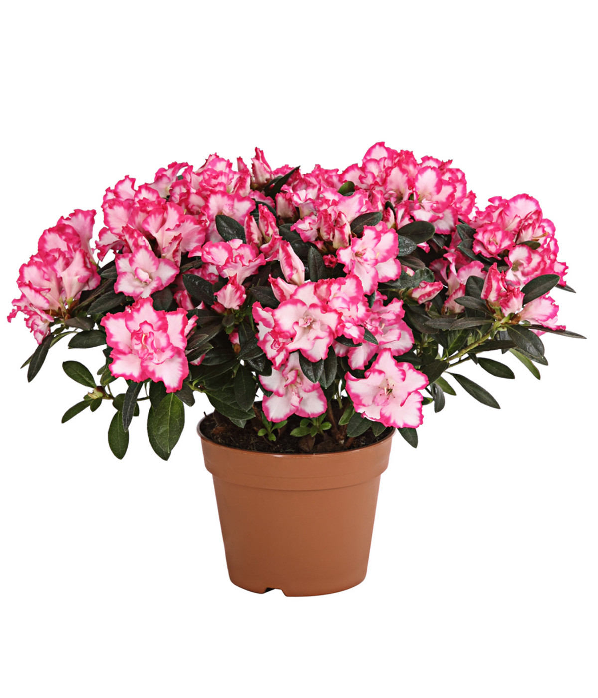 Zimmerazalee Rhododendron simsii, zweifarbig Dehner
