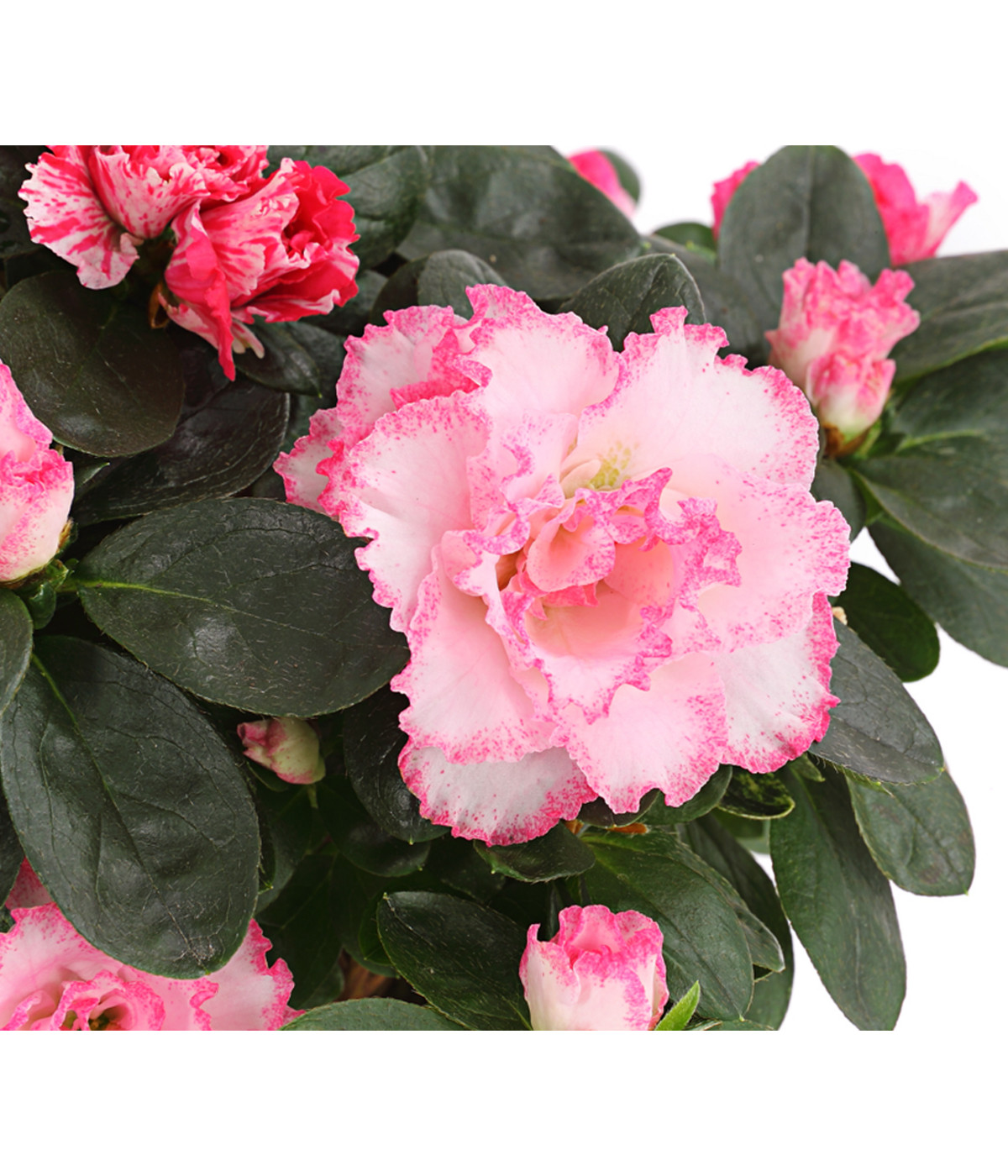 Zimmerazalee Rhododendron simsii, zweifarbig Dehner