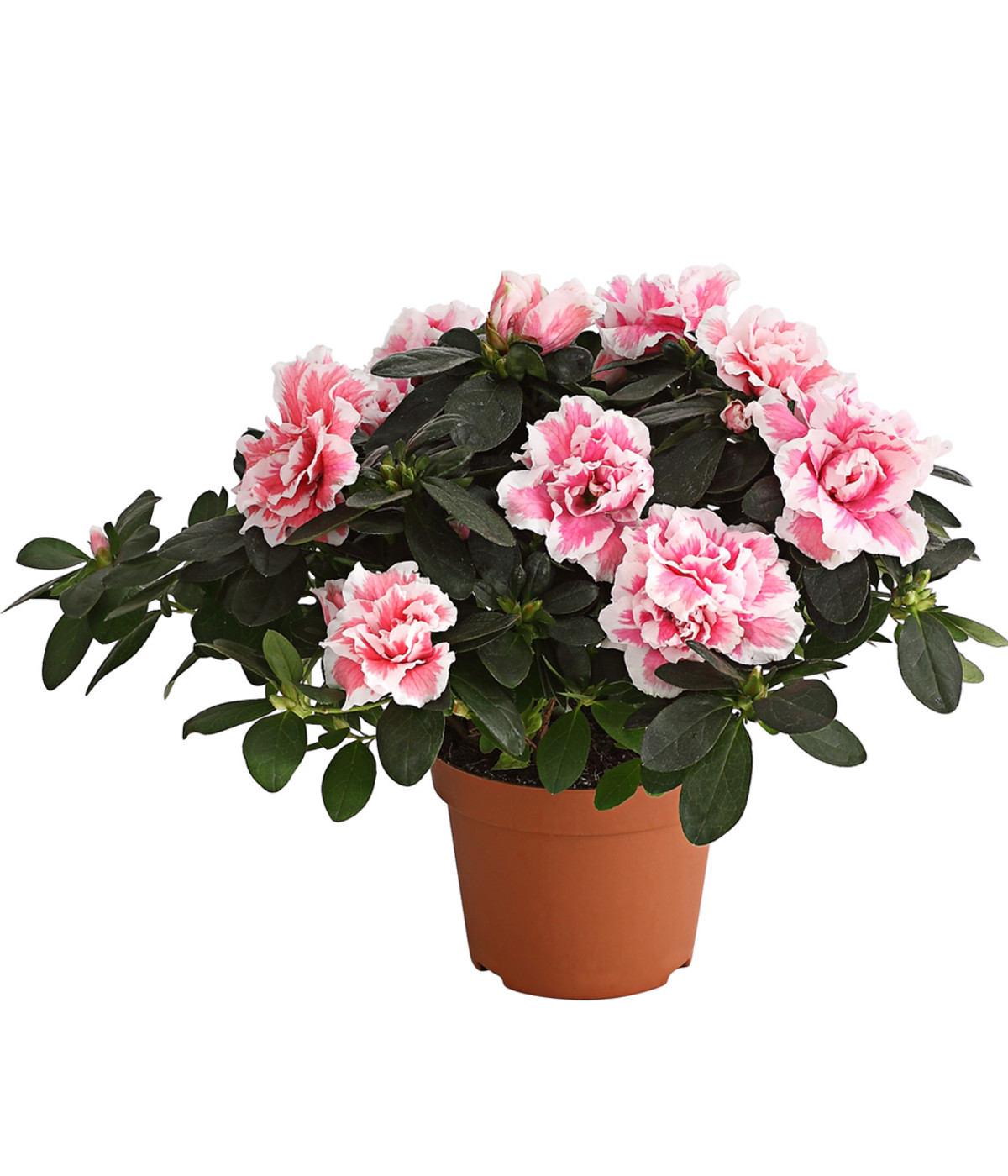 Zimmerazalee Rhododendron simsii, zweifarbig Dehner