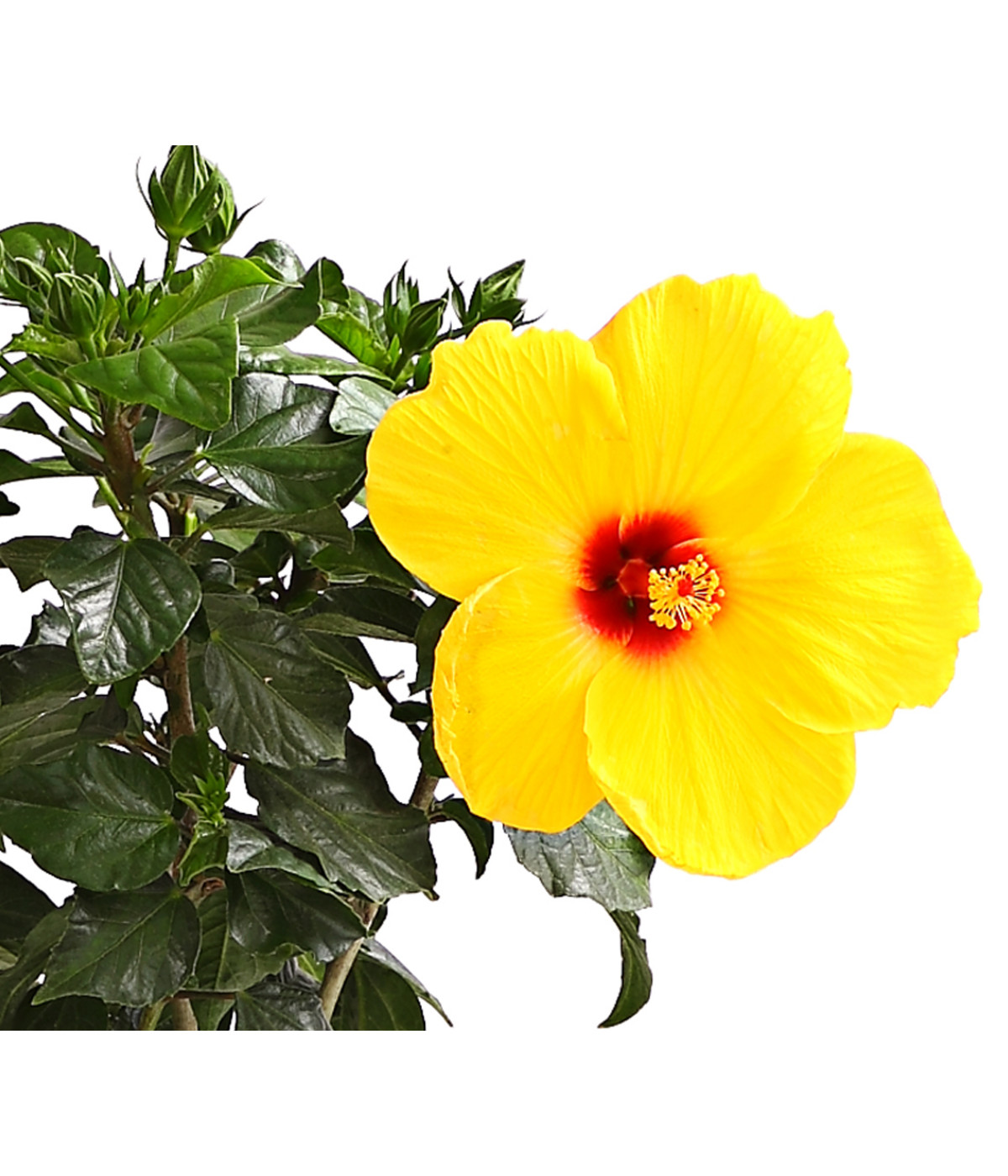 Zimmerhibiskus Hibiscus rosasinensis, Stämmchen, verschiedene Sorten