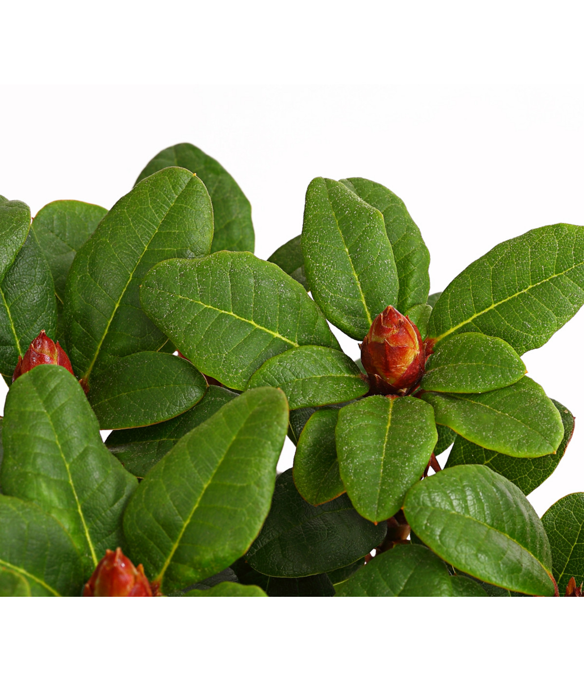 ZwergRhododendron Dehner
