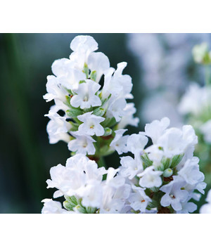 Lavendel für Ihren Garten Dehner