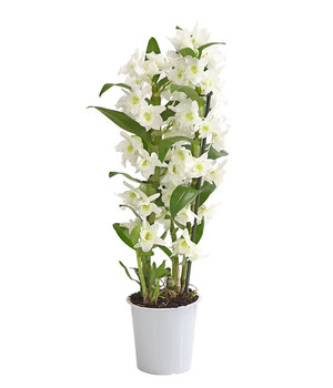 Pot à orchidées Lechuza Orchidea ⋆ Lehner Versand