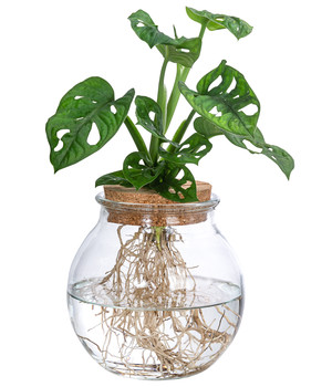 Zimmerpflanzen, Düngedrop wird in die … – Buy image – 10315015